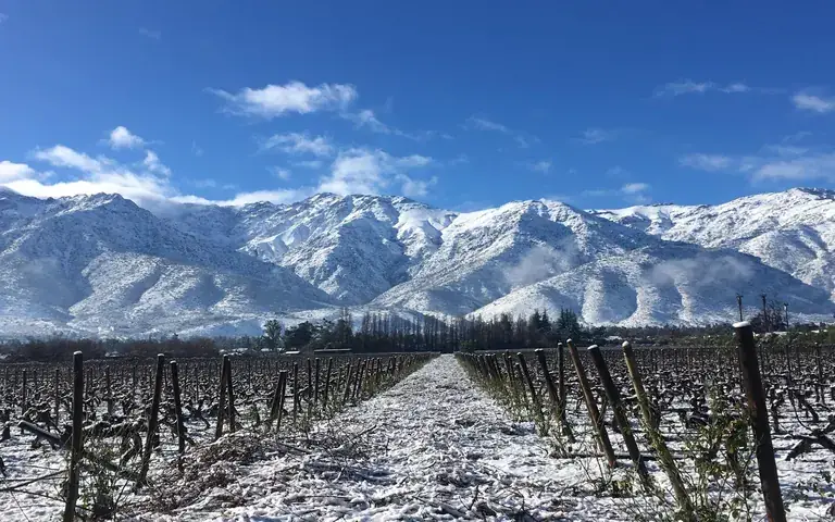 Snow on the Aquitania vineyards and the Andes in winter
