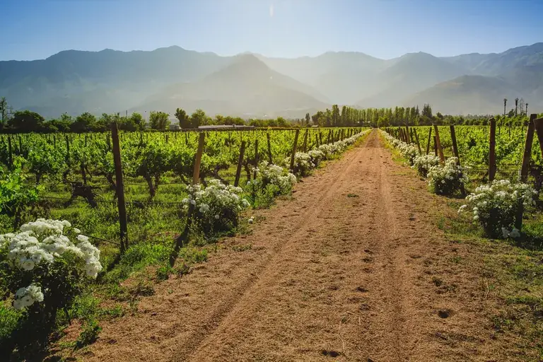 A path between the Aquitania vineyards under the Andes