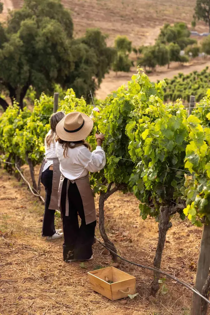 Picking grapes by hand in the Casas del Bosque vineyard