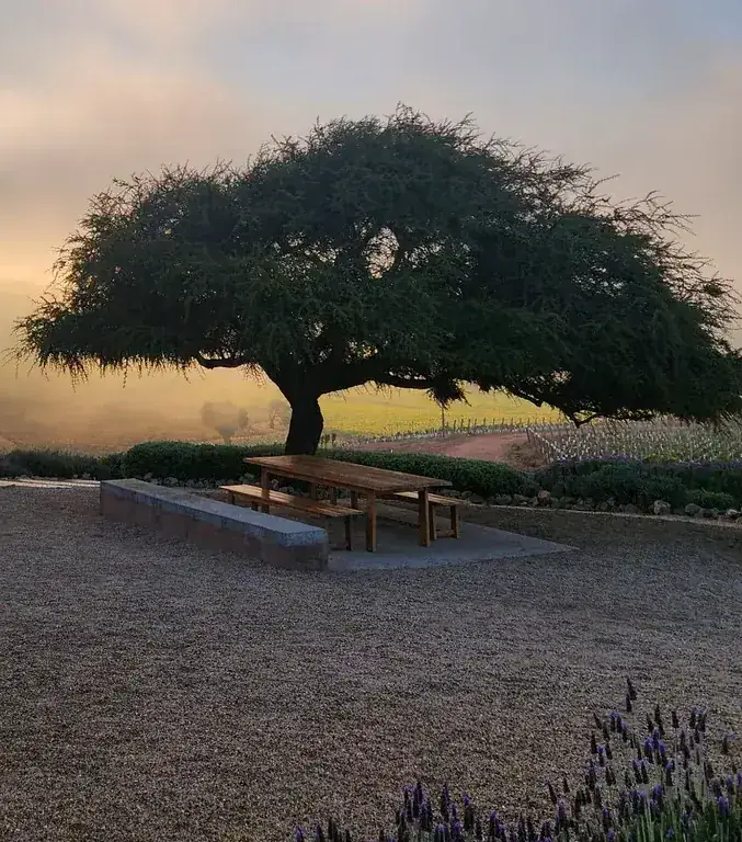 A tree among the Casas del Bosque vineyards at sunset