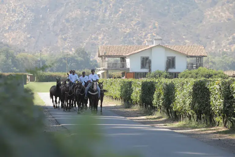 Horses on a vineyard road in the Colchagua Valley