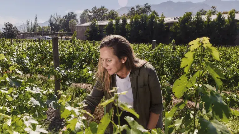 A visitor among the vines at Cousiño Macul