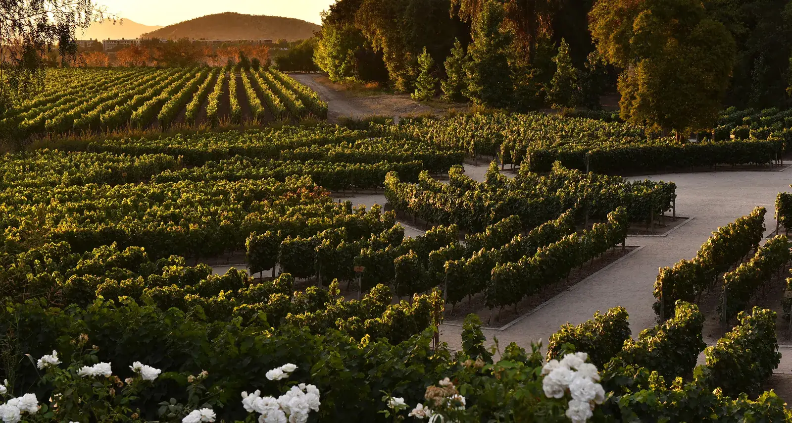 Viñedos de Concha y Toro en Pirque al atardecer