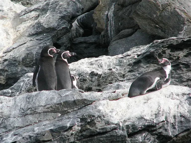 Humboldt penguins on the rocks of the Chilean coast