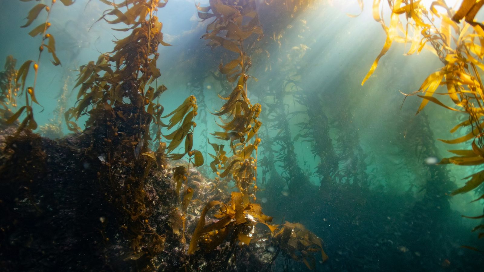 Sunlight through a kelp forest underwater