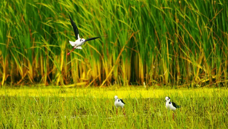 Black-necked stilts in the reeds of the Mantagua wetland