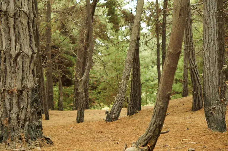 Pine woods by the Mantagua wetland on the coast north of Viña del Mar