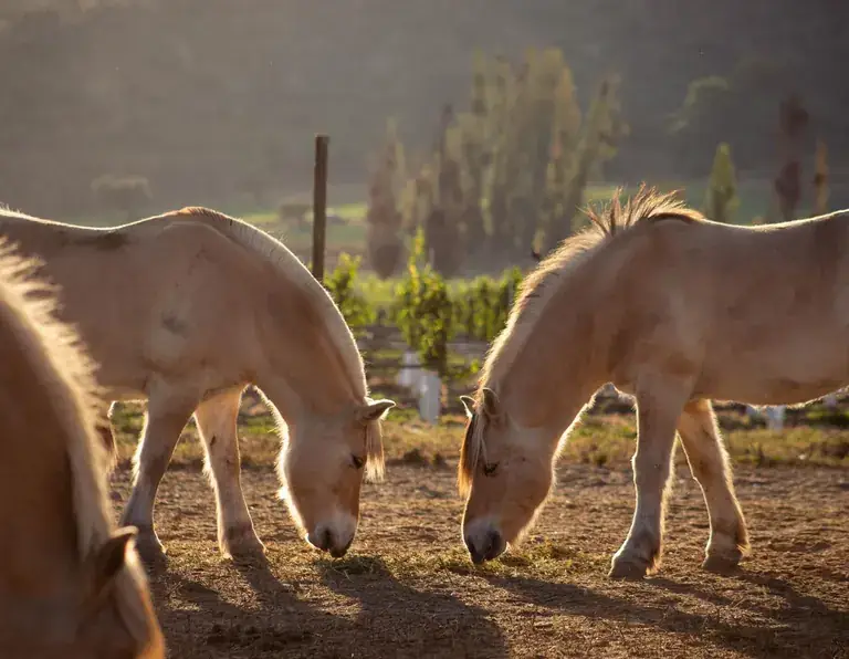 Fjord horses grazing in the warm evening light at Viña Odfjell
