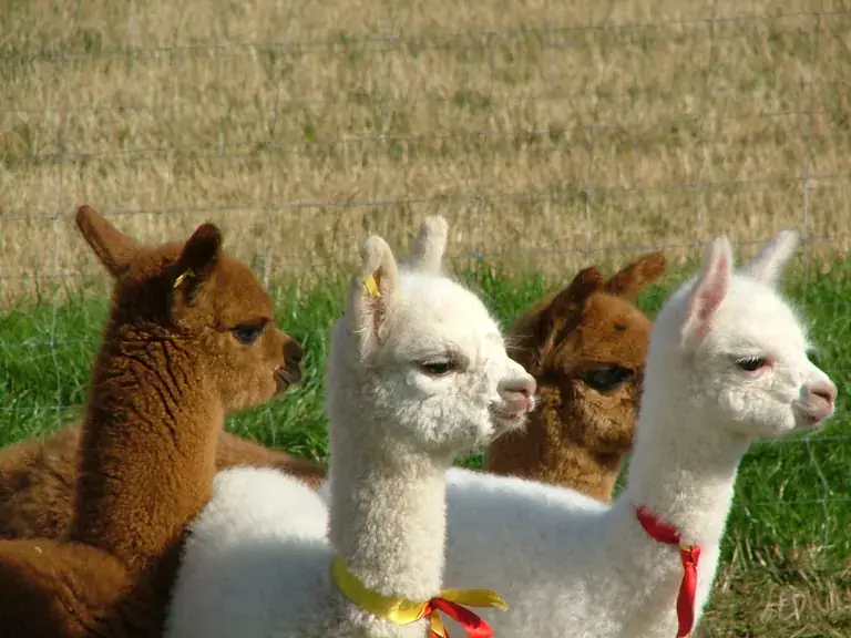 Young alpacas in white and brown at Quintessence Alpacas, Llay Llay
