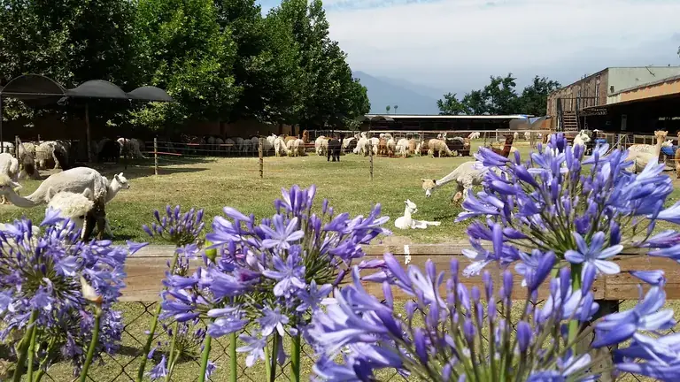 Alpacas grazing behind blue agapanthus at Quintessence Alpacas in Llay Llay, Aconcagua Valley