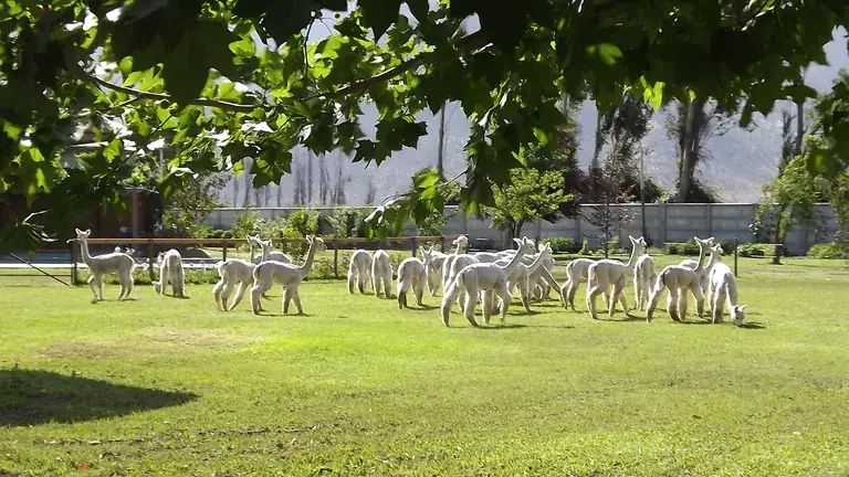 A herd of alpacas under the trees at the Quintessence farm in the Aconcagua Valley